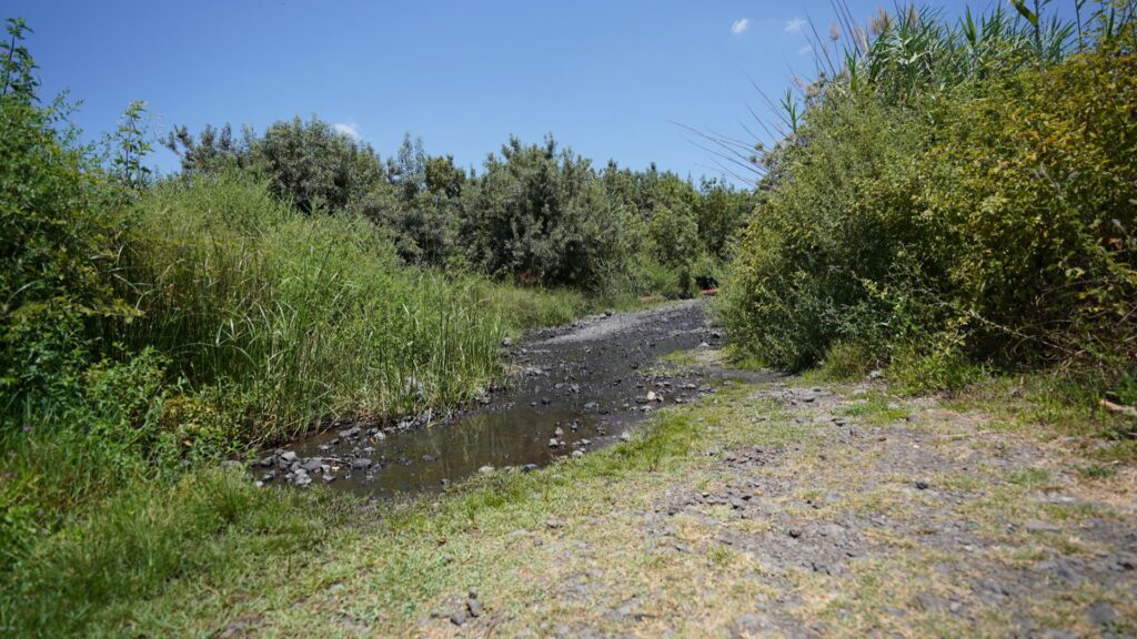 צמחיה ירוקה בעין דבשה. צילום: יובל דקס 