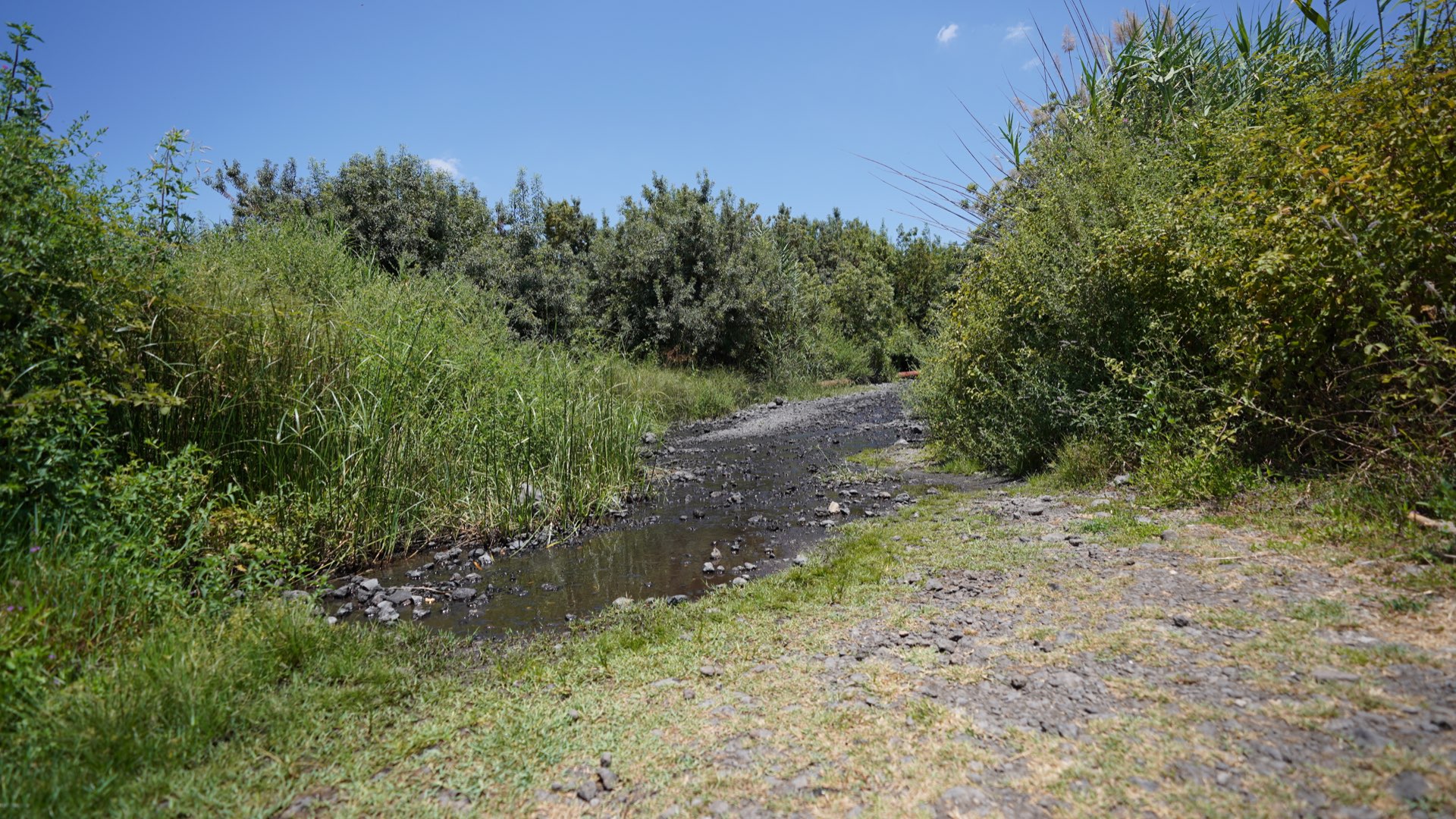 צמחיה ירוקה בעין דבשה. צילום: יובל דקס