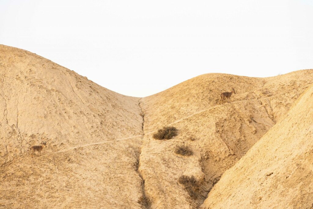 יעל על גבעה, נחל חווארים 