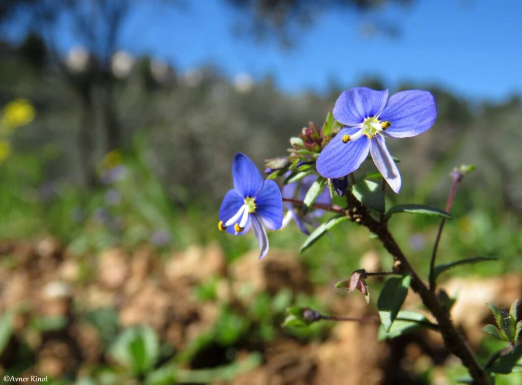 תקריב של הפרח ורנוקיה סורית 