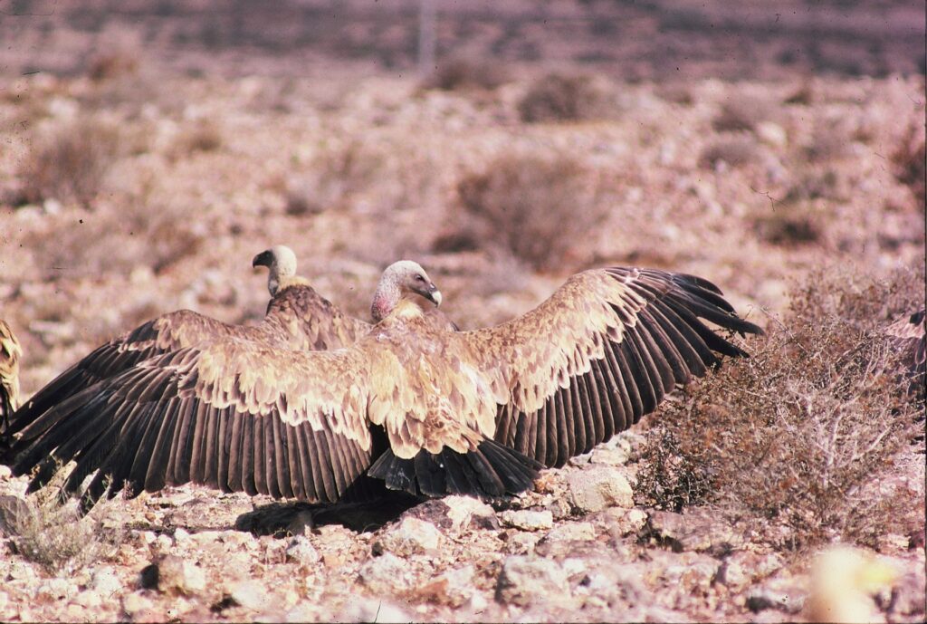 נשר פורש כנפיים על הקרקע 