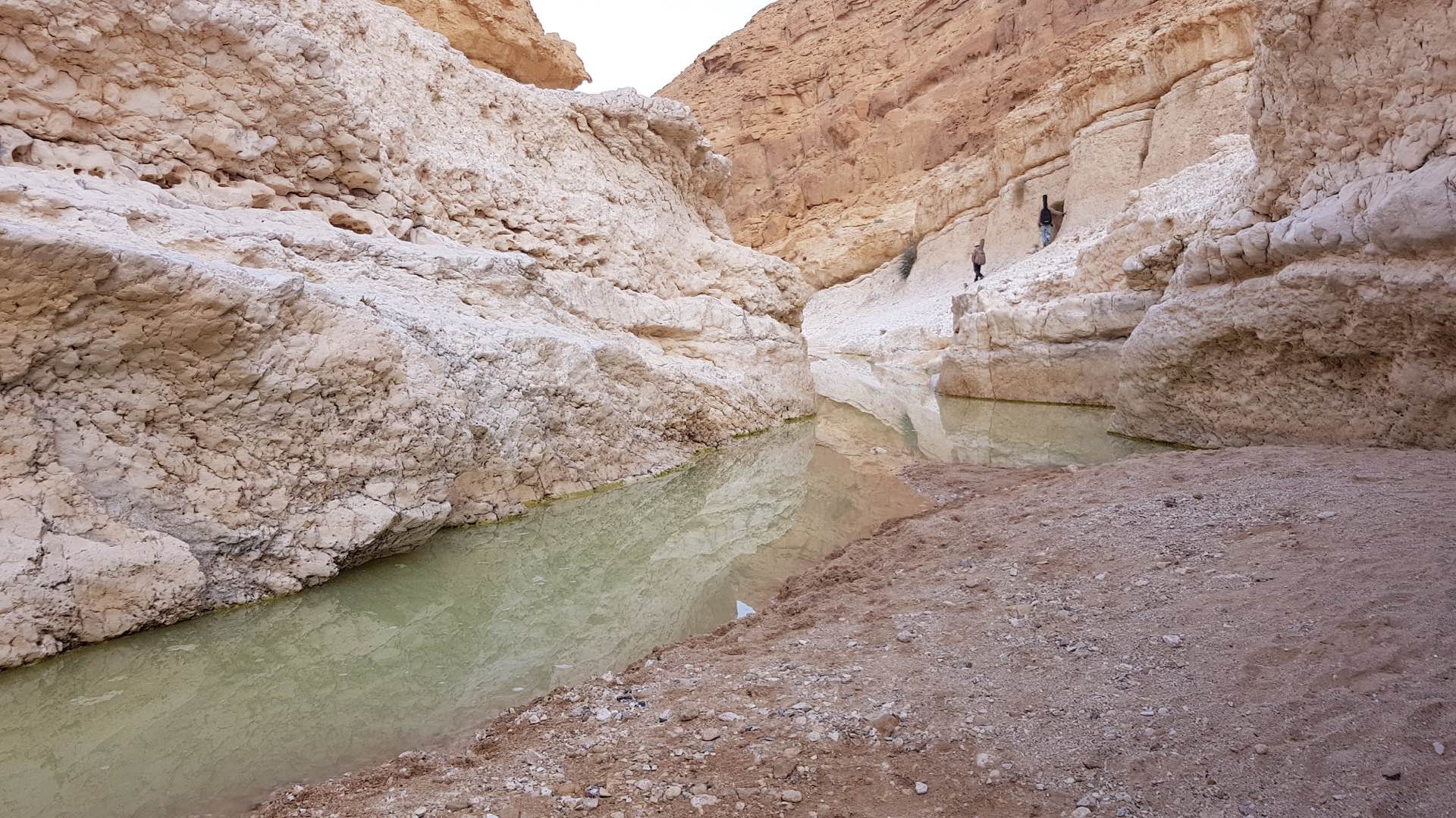 פרסת נקרות בנחל נקרות