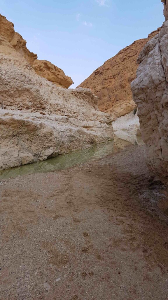 פרסת נקרות בנחל נקרות 