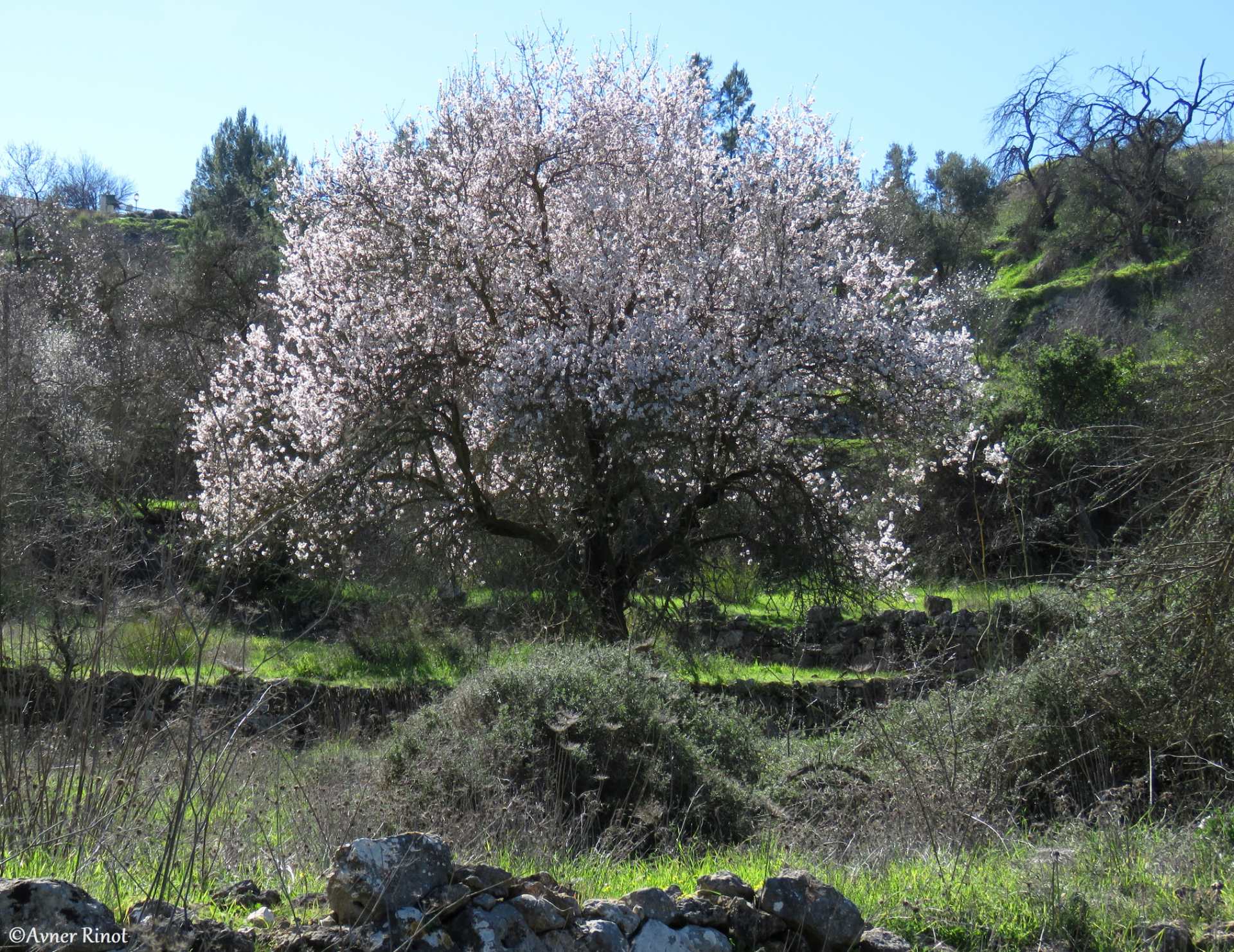 שקד מצוי עץ וותיק בשיא הפריחה