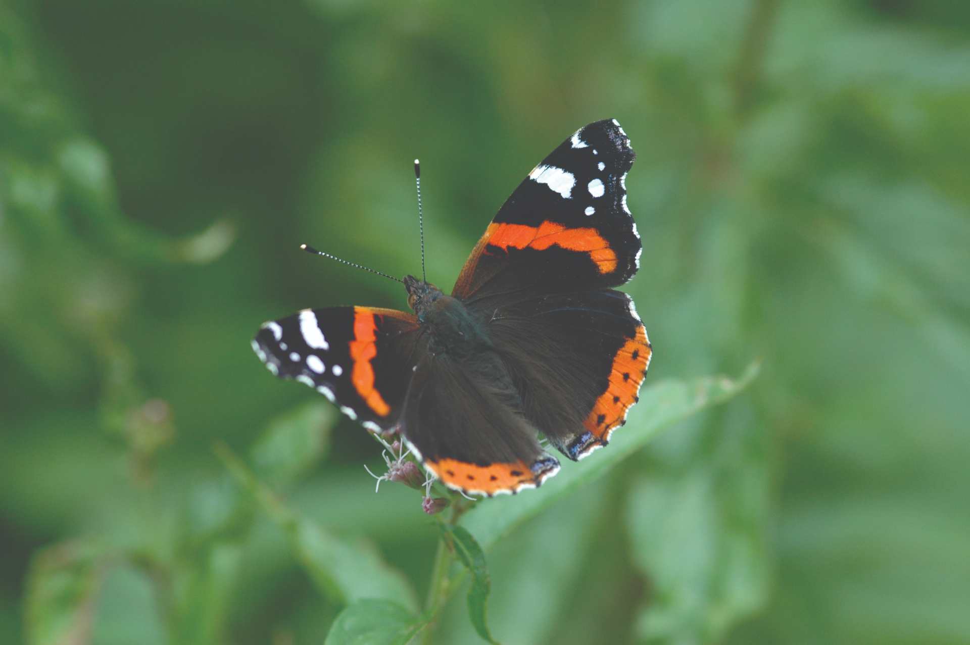 ספירת הפרפרים הגדולה | החברה להגנת הטבע