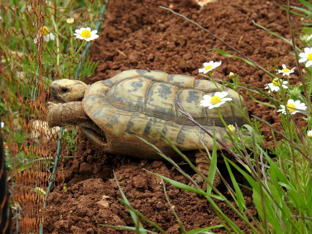 תקריב של צב יבשה הולך בעמק הצבאים בירושלים 