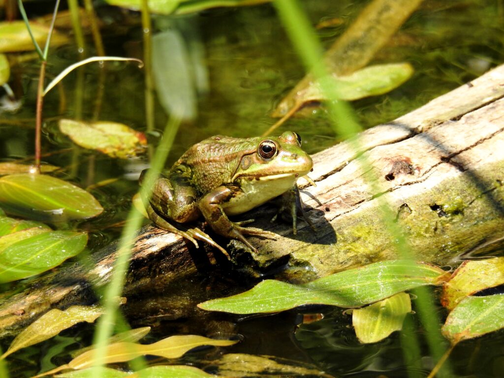 קרפדה בעמק הצבאים שבירושלים 