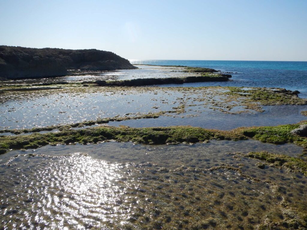 ניטור חלזונות בחוף סלעי- חוף הבונים 