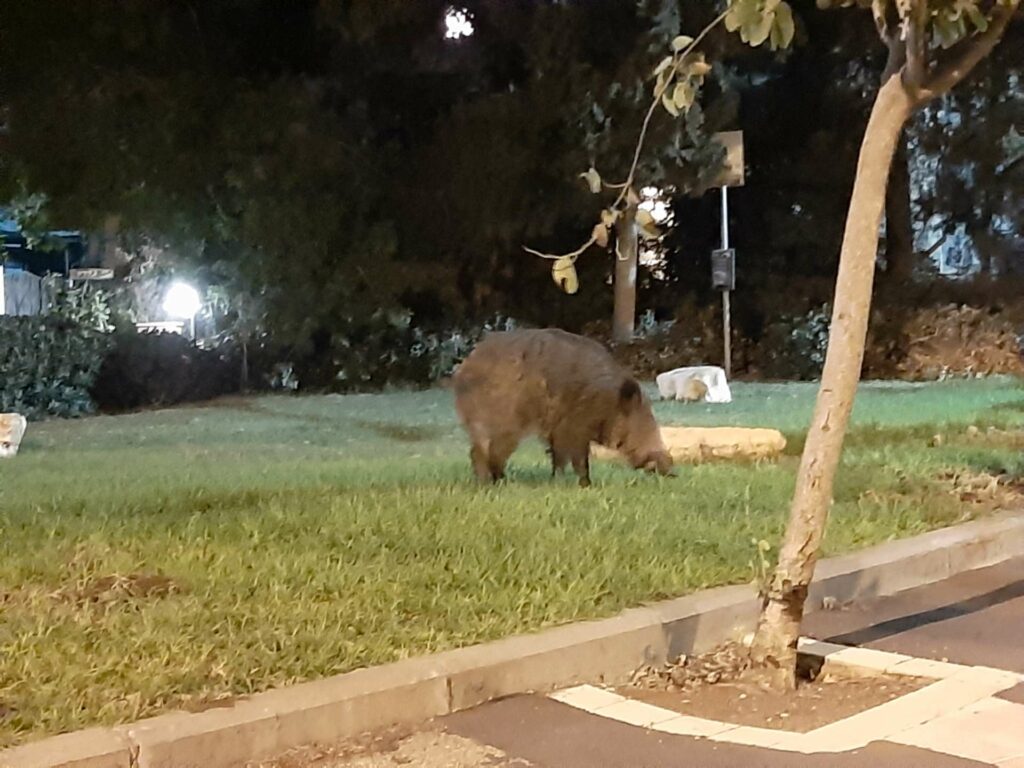 חזיר בר בעיר