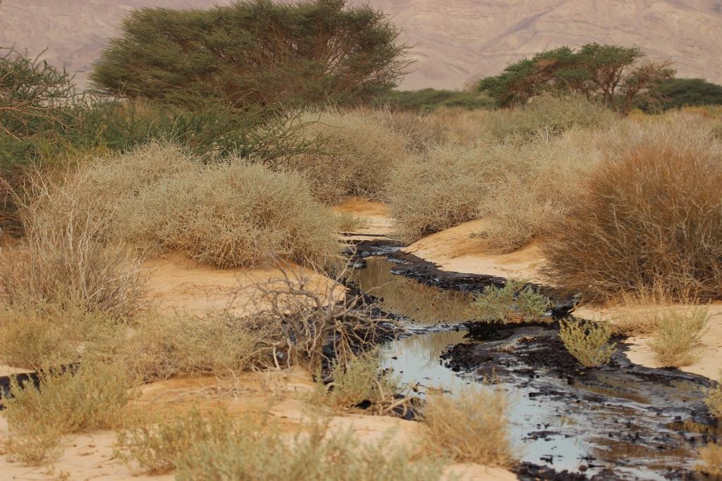 שמורת עברונה אחרי זיהום הנפט