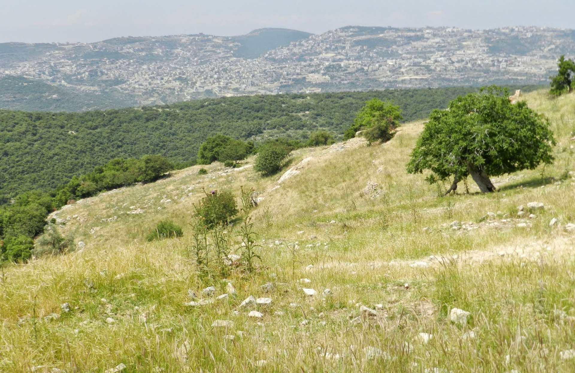 שדה ירוק ובו עץ ומאחוריו יער והר. מקטע 5 של שביל ישראל