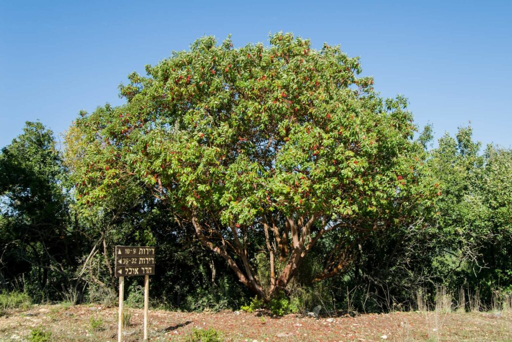 עץ ענק בחצר בית ספר שדה הר מירון 