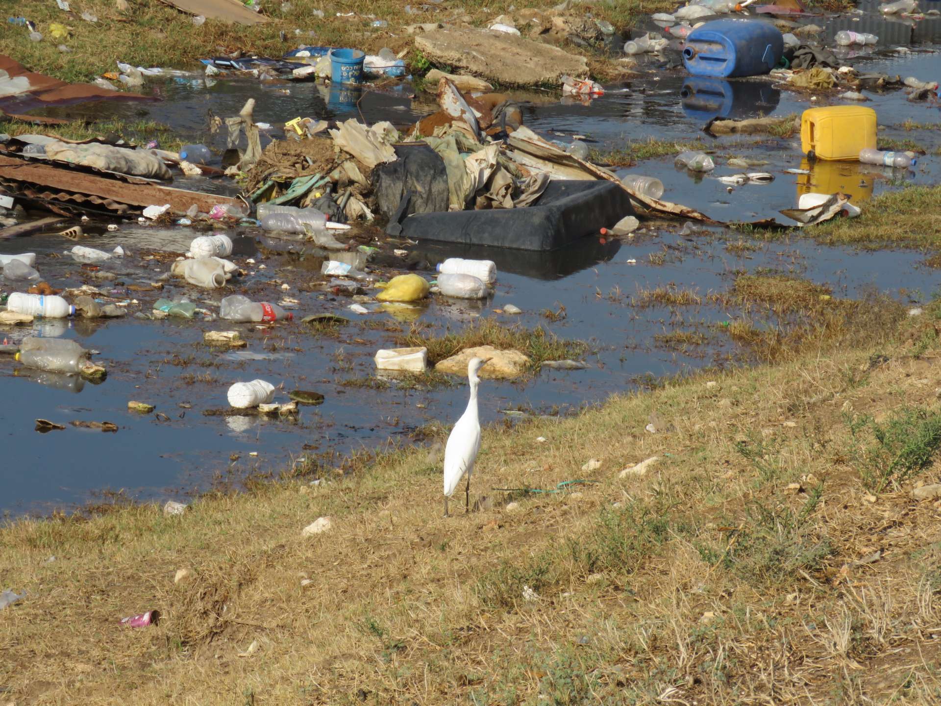 מצילים את הנחלים של ישראל | החברה להגנת הטבע