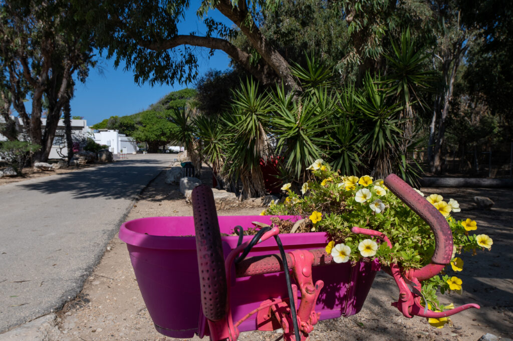 עציץ מחובר לאופניים בצבע וורוד, ברקע שבילי המתחם של בית ספר שדה אכזיב 