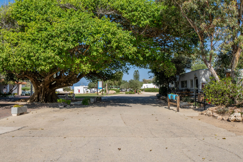 שביל בבית ספר שדה אכזיב- עצים ירוקים גדולים, אספלט ומבנים לבנים 