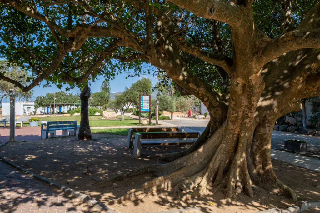 שביל גישה בבית ספר שדה אכזיב, ספסלי ישיבה מתחת לעץ גדול עם צל. 