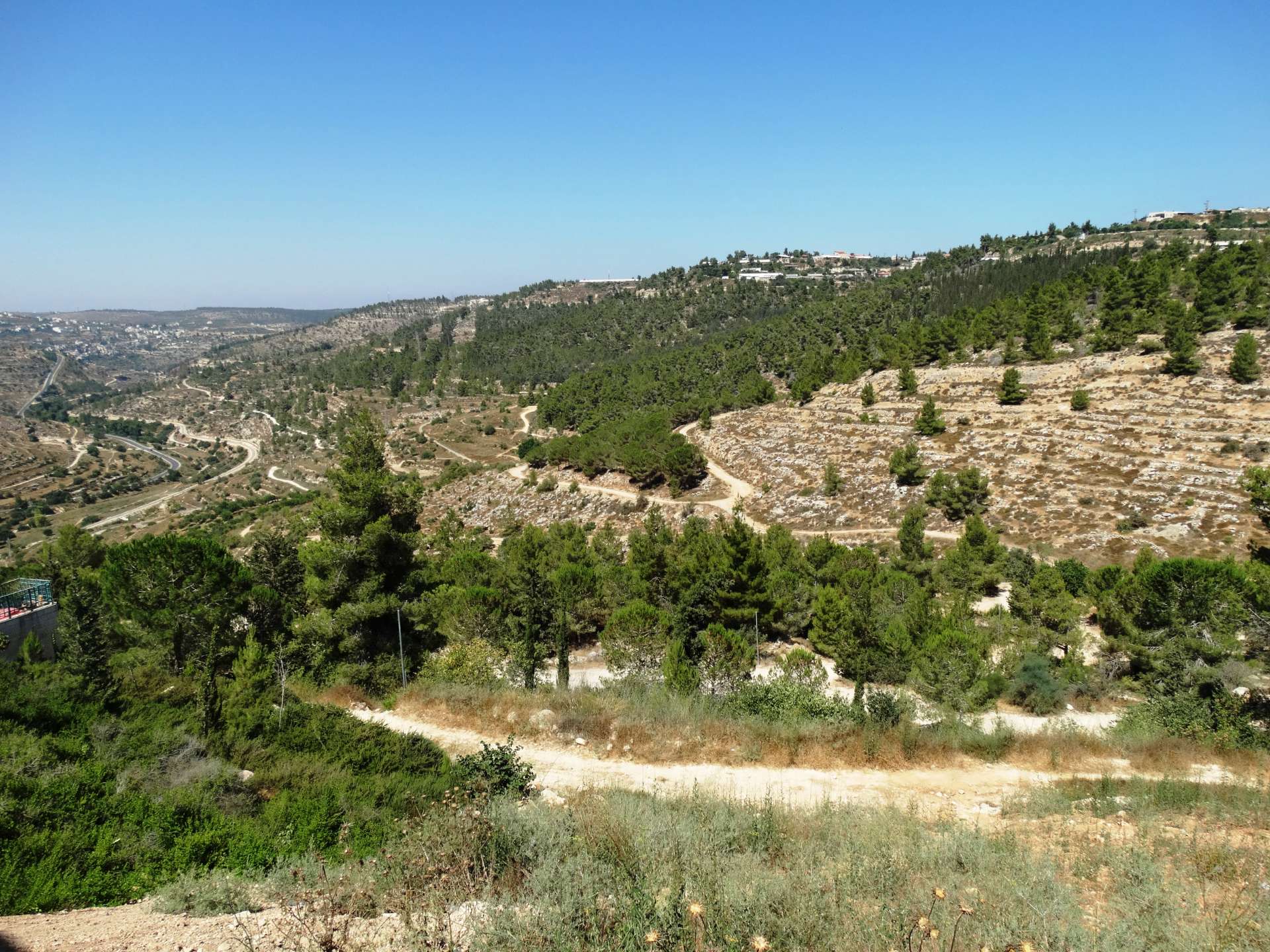 רכס לבן מלא בעצים