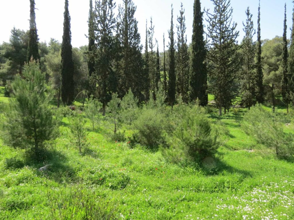 אוזר מיוער וירוק עם דשא, עצים ושיחים