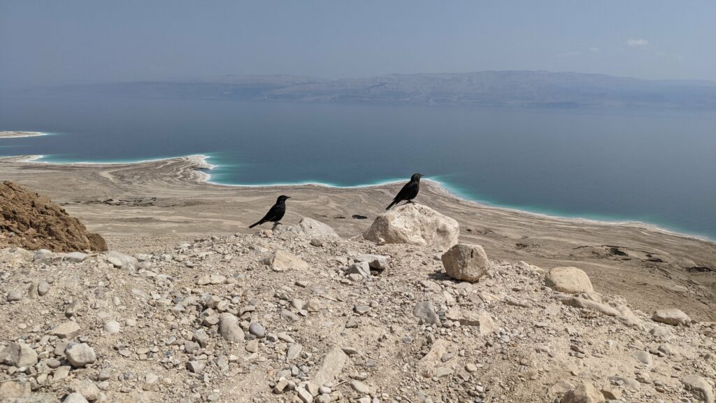 2 טריסטרמיות מעל ים המלח 