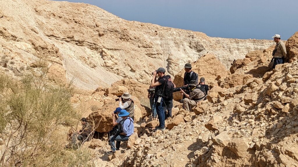 צפרים בנחל סלוודורה 
