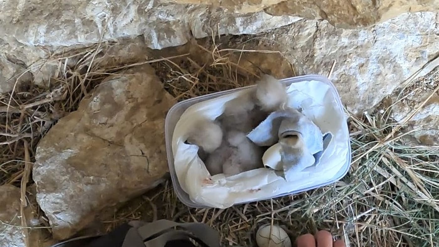 הקן אליו הועברו הגוזלים. צילום: וולטר נצר, רשות הטבע והגנים