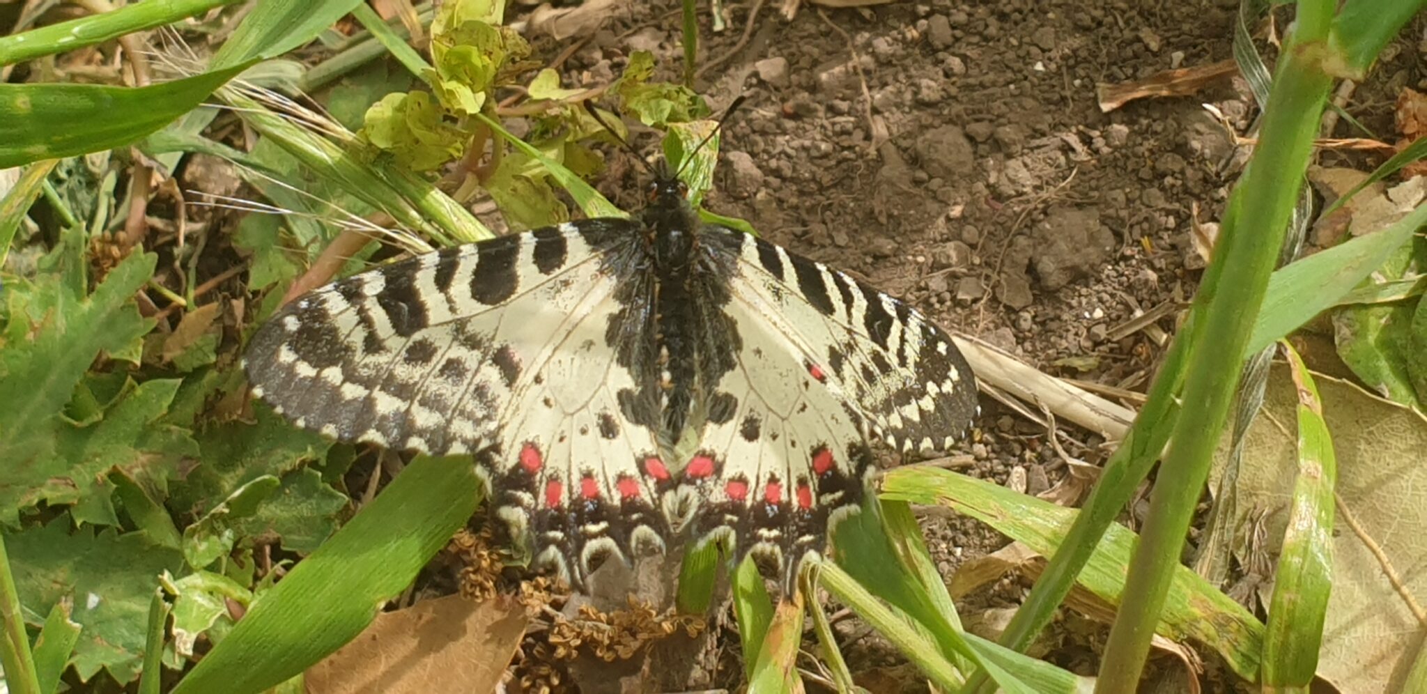 פרפר צבעוני קשוט בכרמל