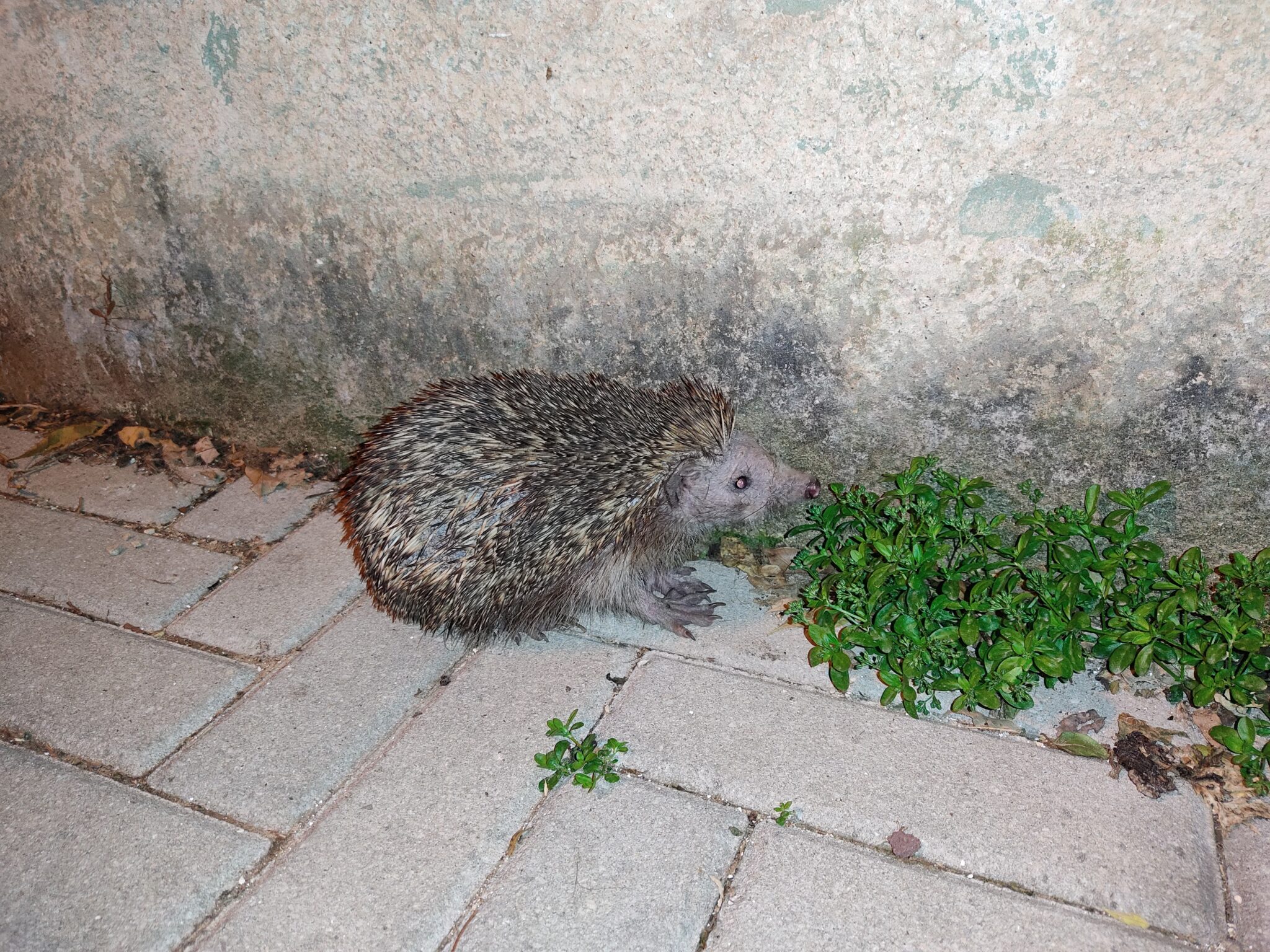 קיפוד מצוי חולה בסקביאס על מדרכה