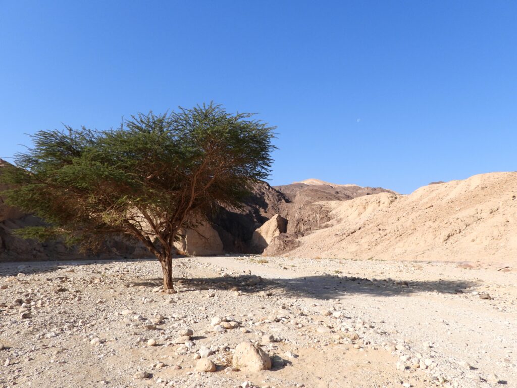 עץ בודד בקניון שחורת 