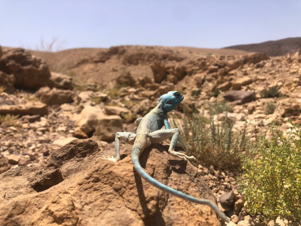 חרדון סיני בצבע כחול