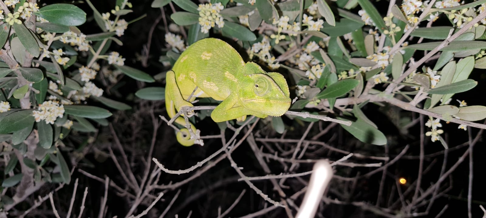 זיקית שחולצה מבניין