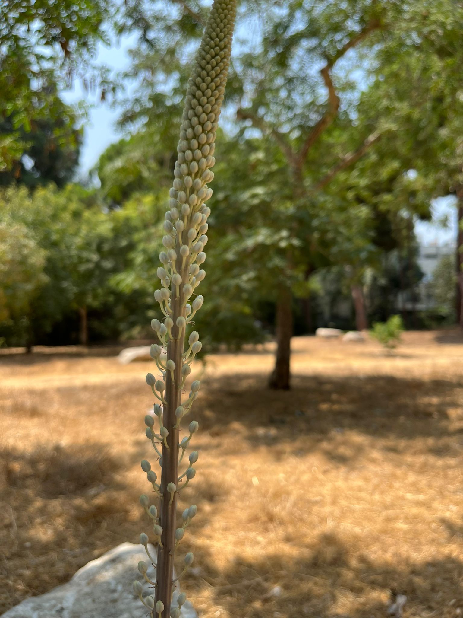 חצב ראשון באוגוסט