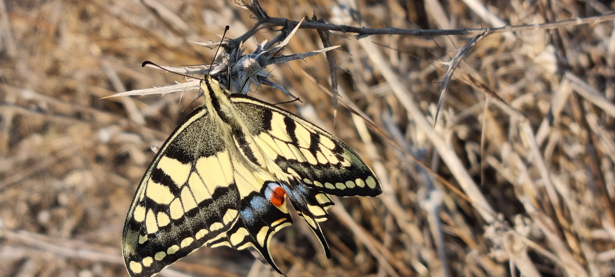 הכי יפות בטבע - התמונות הנבחרות שלנו בנובמבר | החברה להגנת הטבע