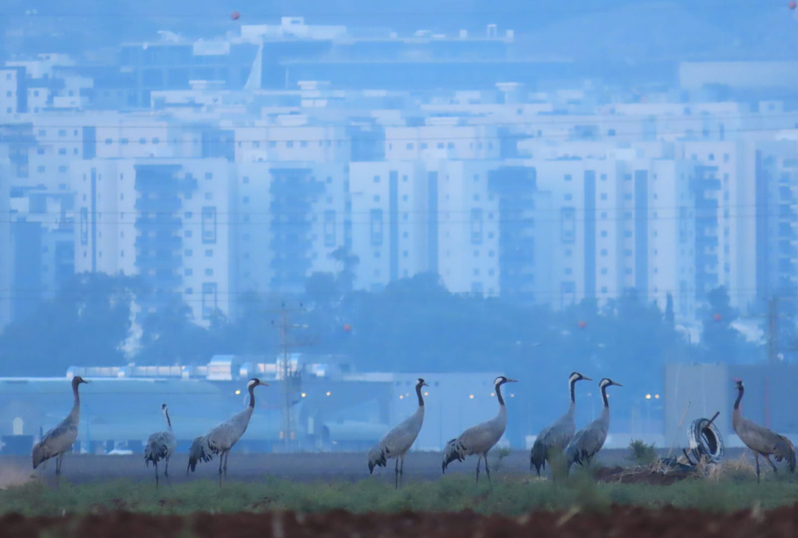 עגורים בשדות ליד עפולה