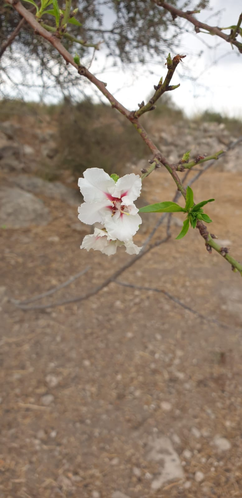 שקדייה פורחת