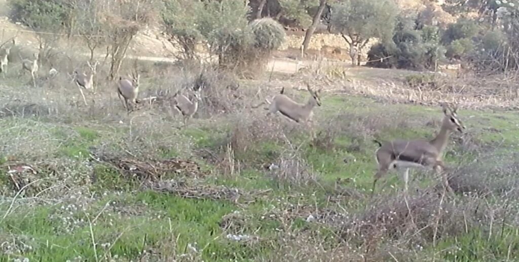 צבאים רצים בעמק הצבאים, ירושלים