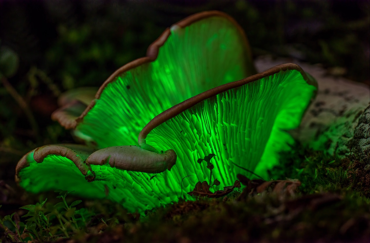 פטרייה מהמין Omphalotus nidiformis