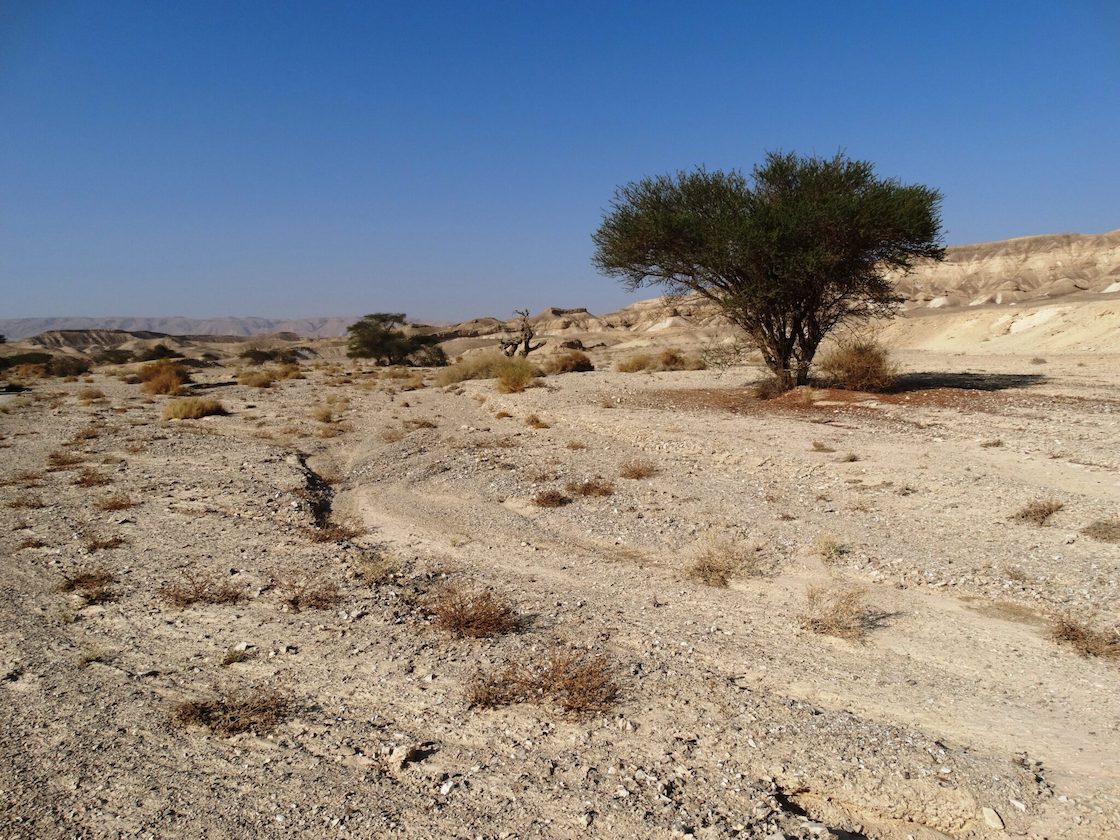 שיטה בנחל סיף