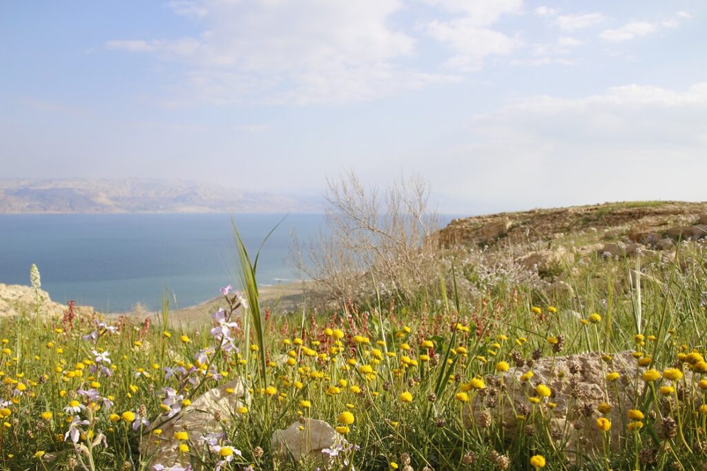 פריחה מדברית בראש צוקים ונוף ים המלח נשקף 