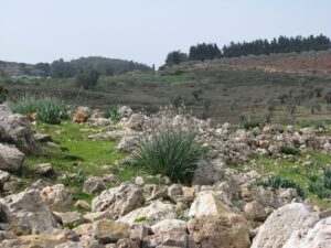 פריחה בתל יודפת