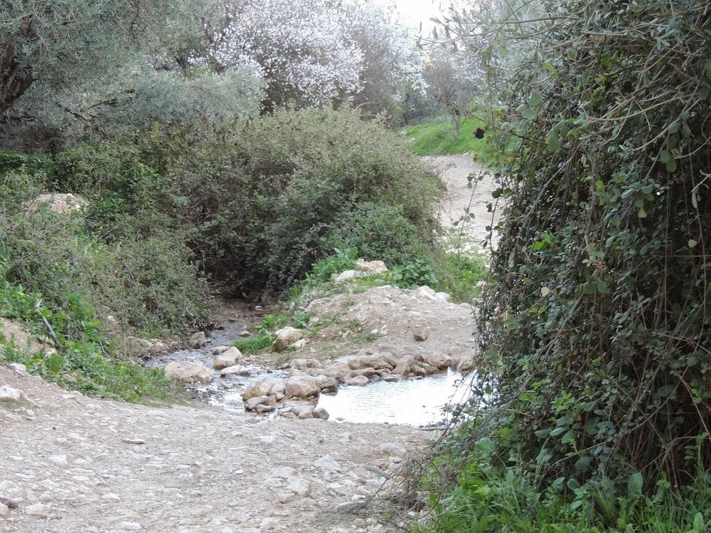 שקדיות וצמחייה בנחל ראש פינה