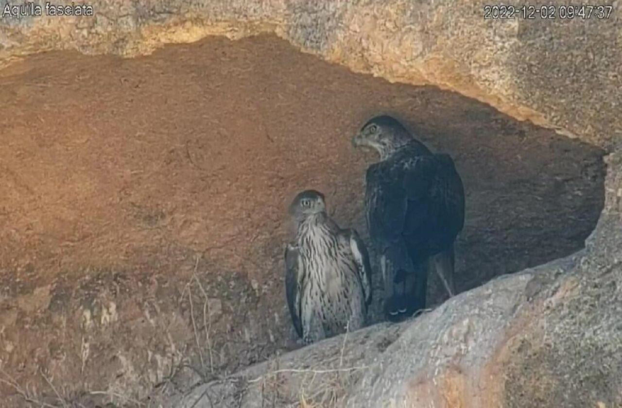 קינון עיט ניצי כפי שנתפס במצלמת הפרויקט