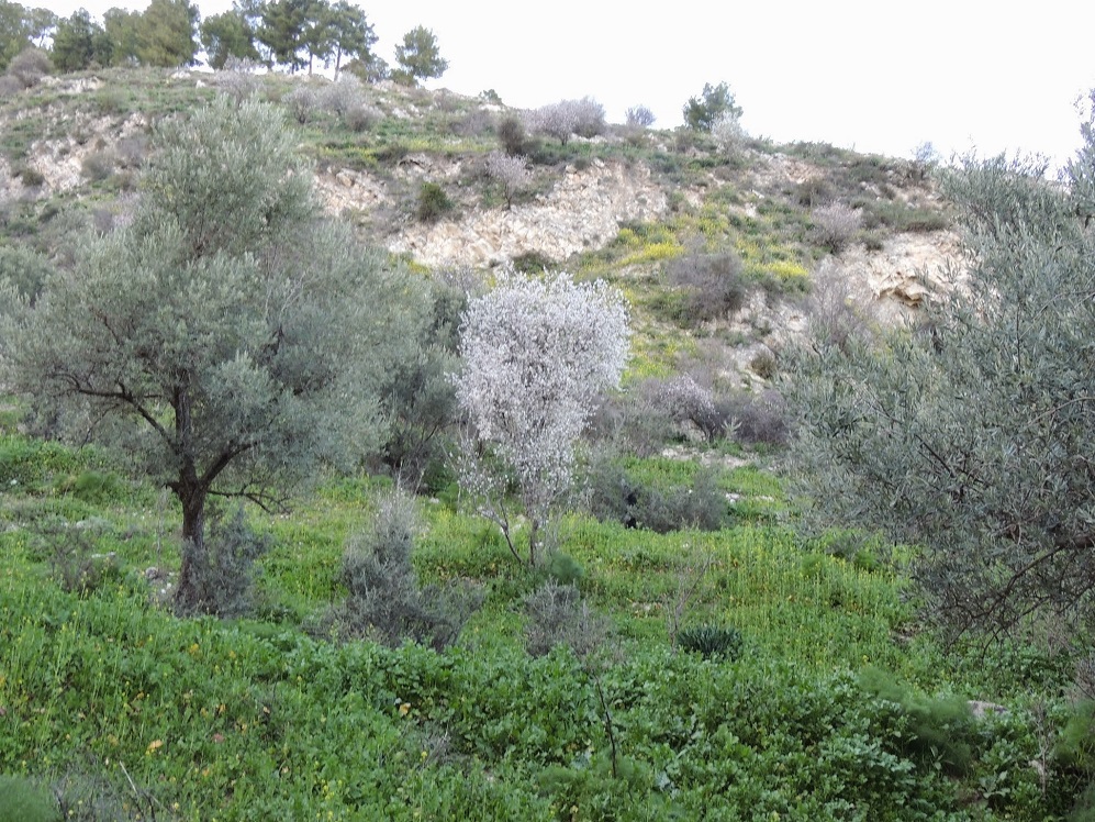 פריחת שקדיות בנחל ראש פינה