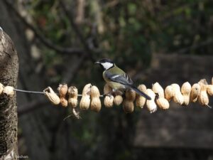 ירגזי מצוי על שרשרת בוטנים