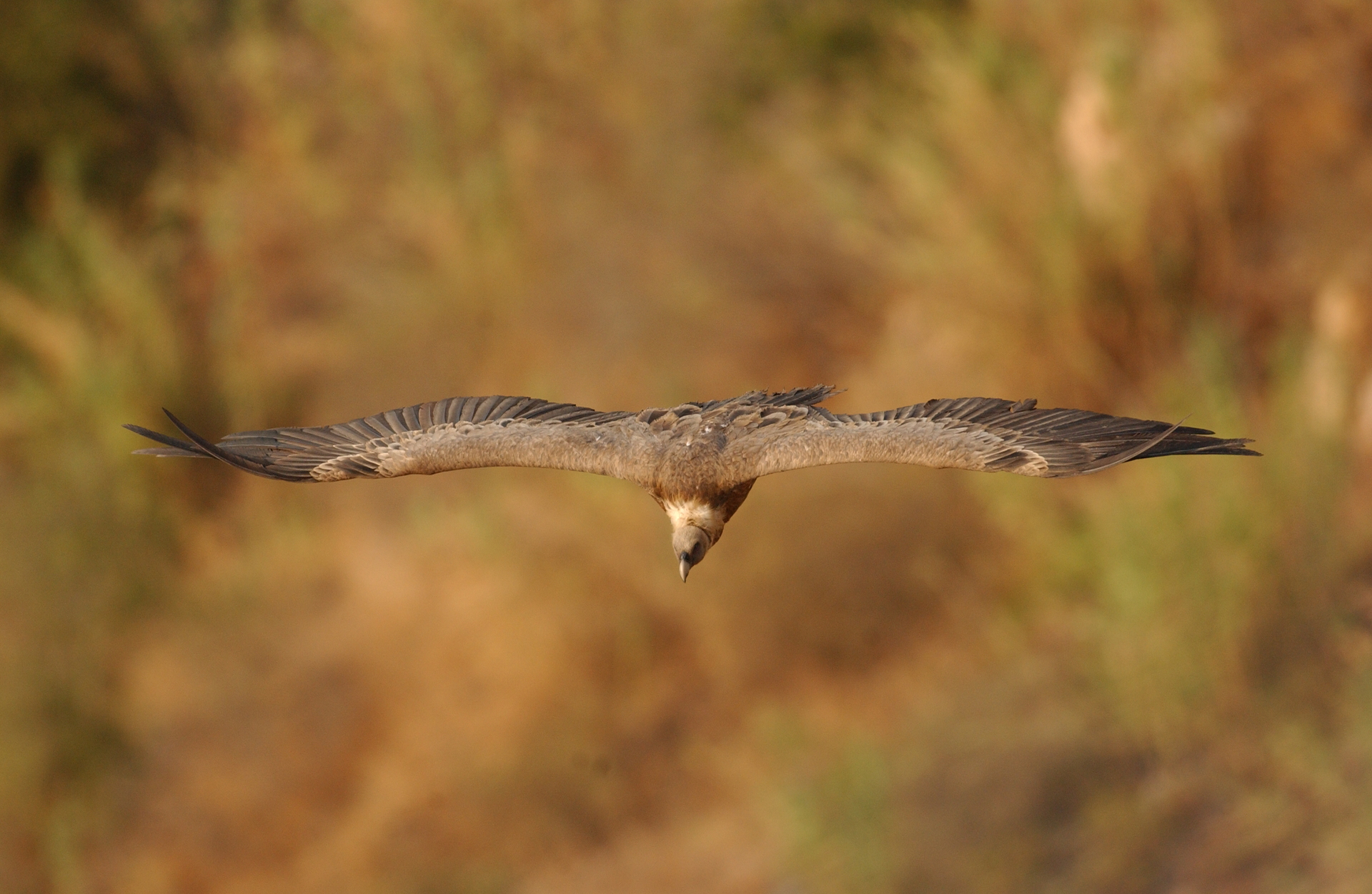 נשרים בגמלא