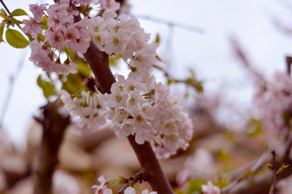 פרחי הדובדבן על ענף עץ 