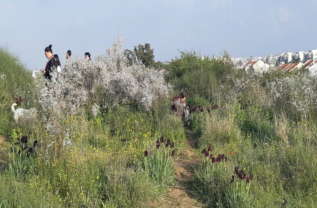 איריס ארגמן בנס ציונה 