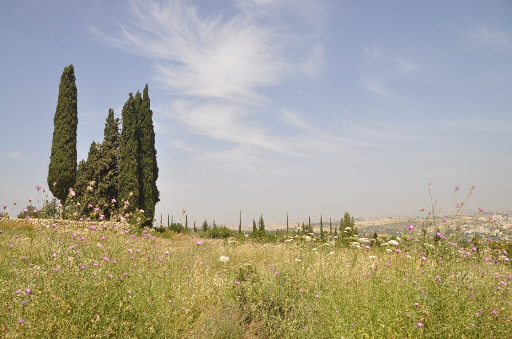 גבעת הברושים בין מכבים לרעות 