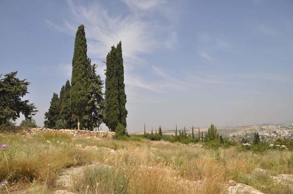 גבעת הברושים בין מכבים לרעות 