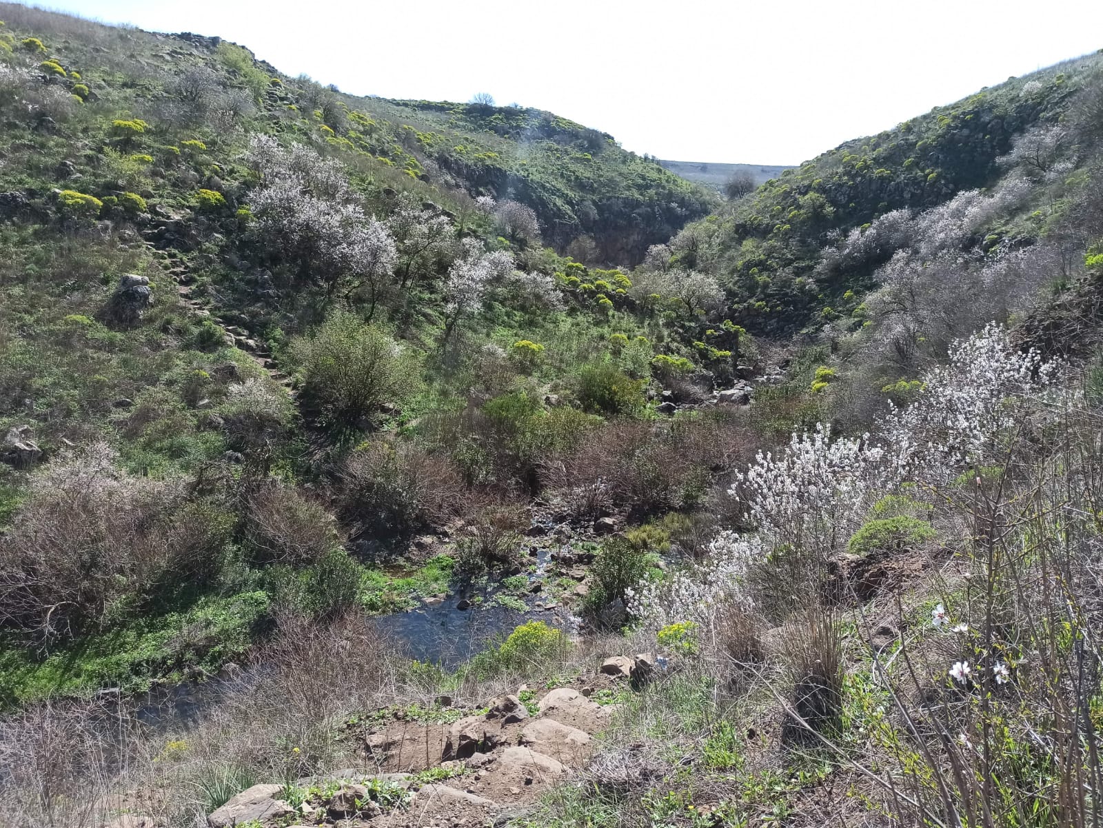 נחל דליות בגולן