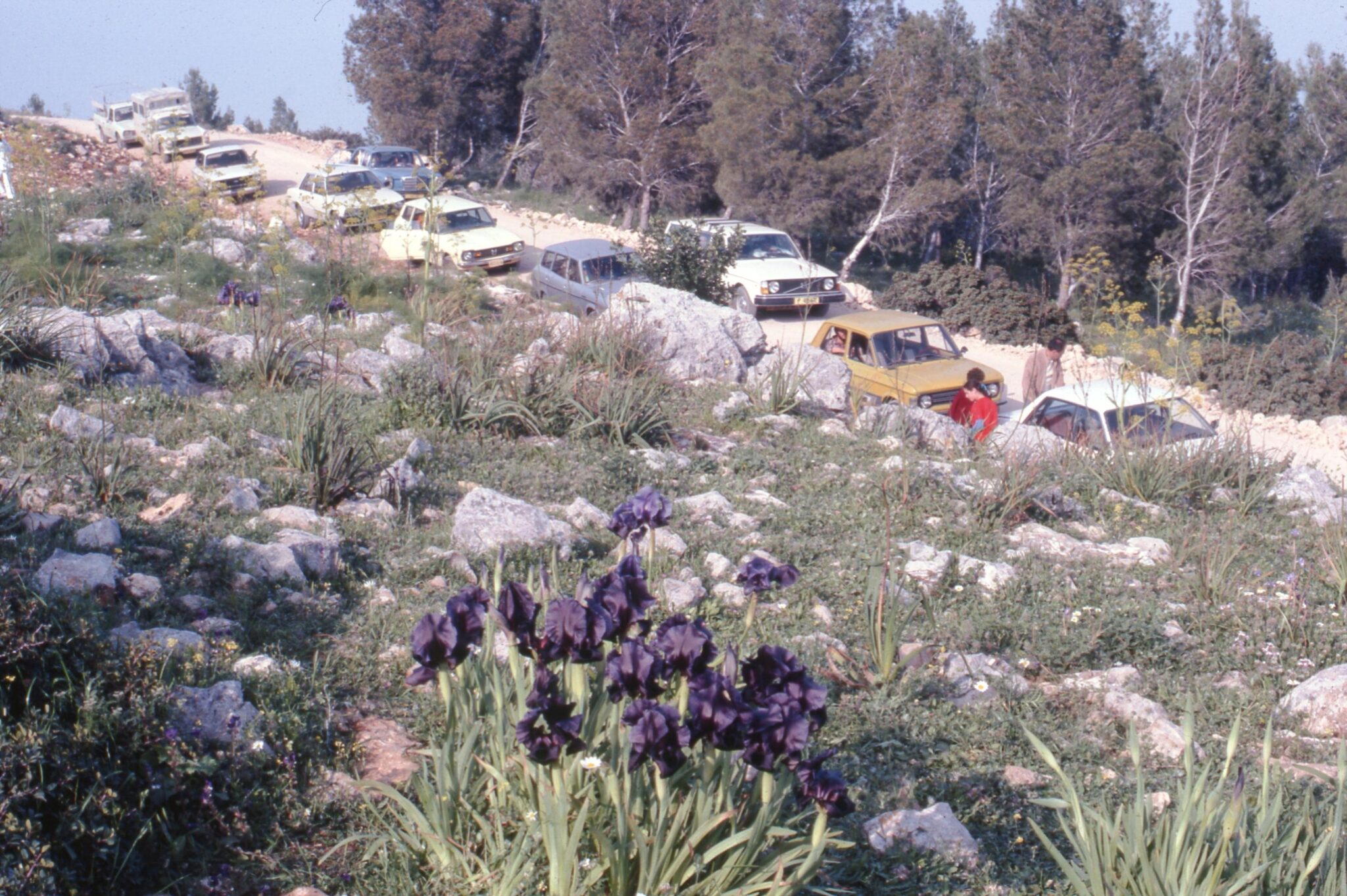 אירוס הגלבוע בשנות ה70